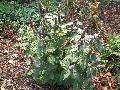 Anise Hyssop / Agastache foeniculum  